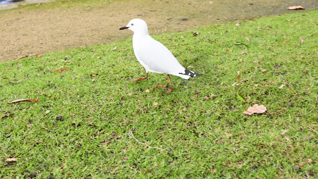 멜버른 의 연못 근처 에서 바다표범 이 산책 하고 있다