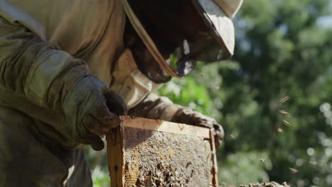 Checking-on-his-colony