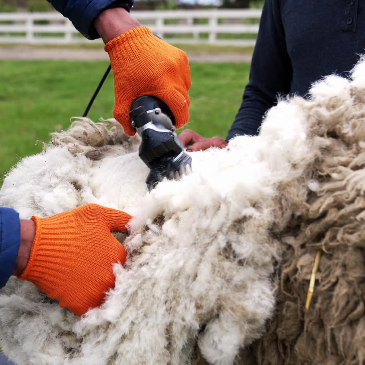 Sheep is shearing by a farmer. Electric clipper is cutting wool from adult sheep on a farm for production of wool fleece. Traditional trimming of sheep