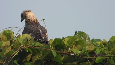 águila-En-El-árbol-Esperando-La-Caza.