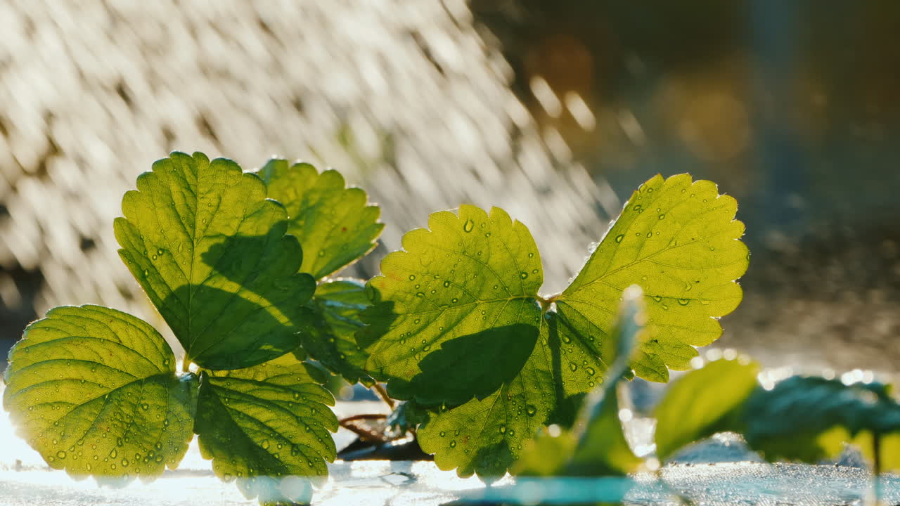 여름 농장 일 - 물뿌리개에서 딸기 싹에 물을 준다