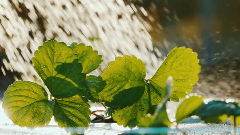 summer farm work - strawberry shoots are watered from a watering can