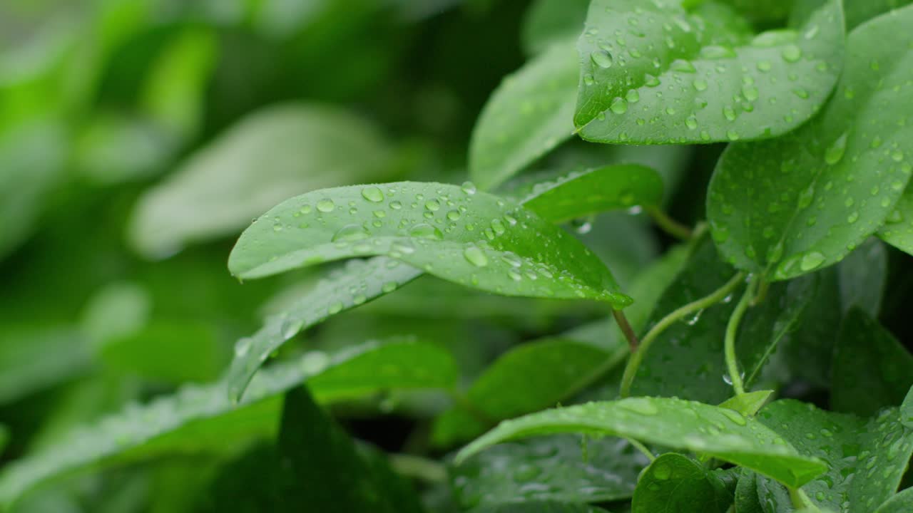 hojas de plantas verdes húmedas con gotas de agua y gotas de lluvia, de cerca