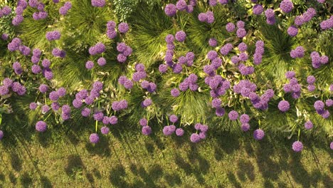 Top-down-view-of-city-flowers,-Kaunas-old-town,-Lithuania