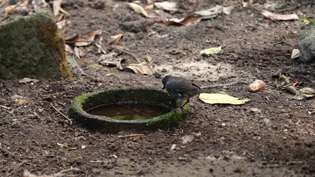 산다 트러시 조테라 안드로메데 (sunda thrush zoothera andromedae) 는 이 인 바위 웅이에서 물을 마시고 있다.