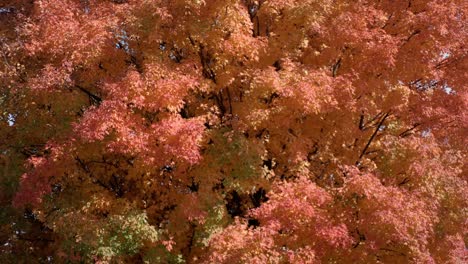 Un-Colorido-árbol-De-Otoño-Naranja-Se-Muestra-En-Un-Primer-Plano-Bajo-Un-Cielo-Azul-Mientras-La-Cámara-Se-Inclina