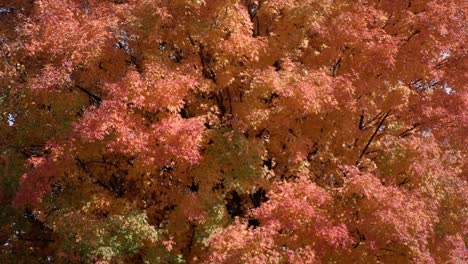 un colorido árbol de otoño naranja se muestra en un primer plano bajo un cielo azul mientras la cámara se inclina