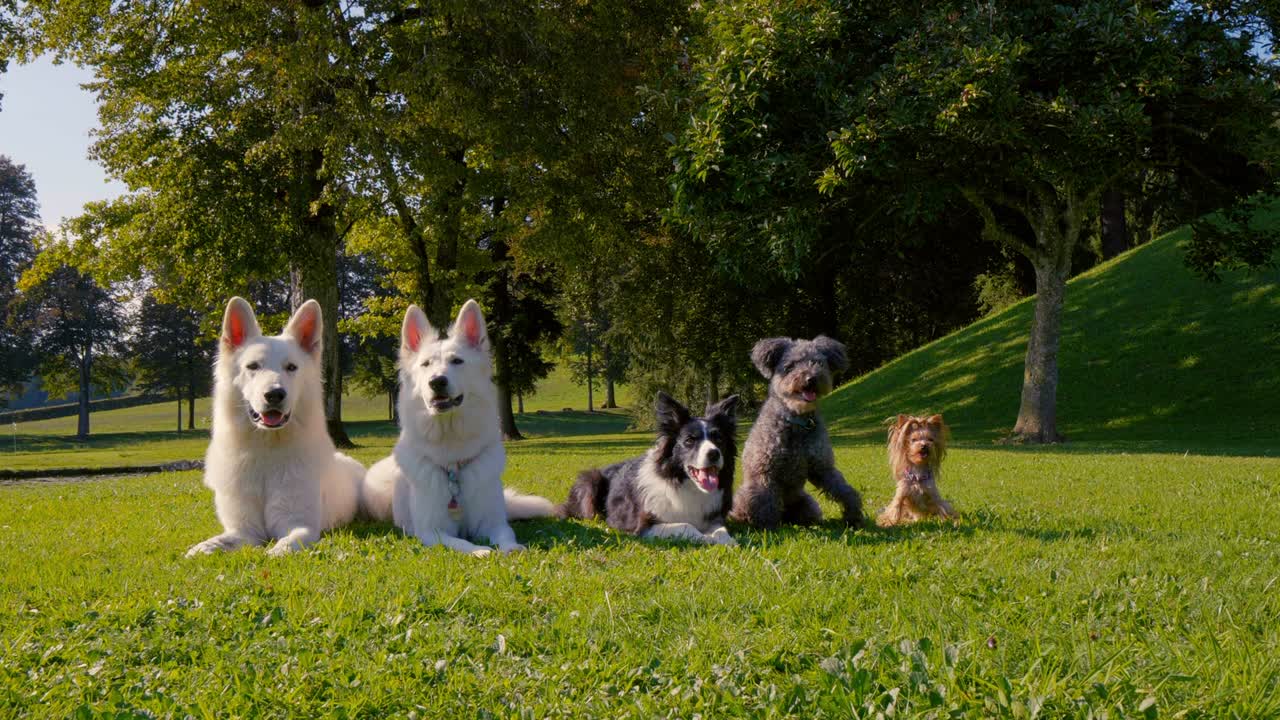 Five dogs lying in the park in a straight line, different breeds, from the biggest to the smallest.