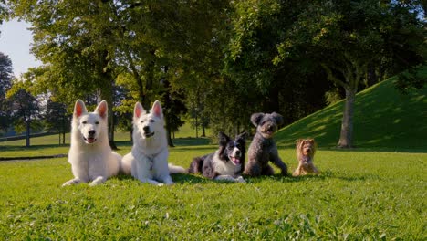 five dogs lying in the park in a straight line, different breeds, from the biggest to the smallest.