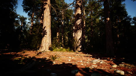 Secuoyas-Gigantes-En-El-Parque-Nacional-Sequoia-En-California,-EE.UU.