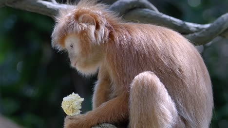 langur de java oriental comiendo y disfrutando de su comida