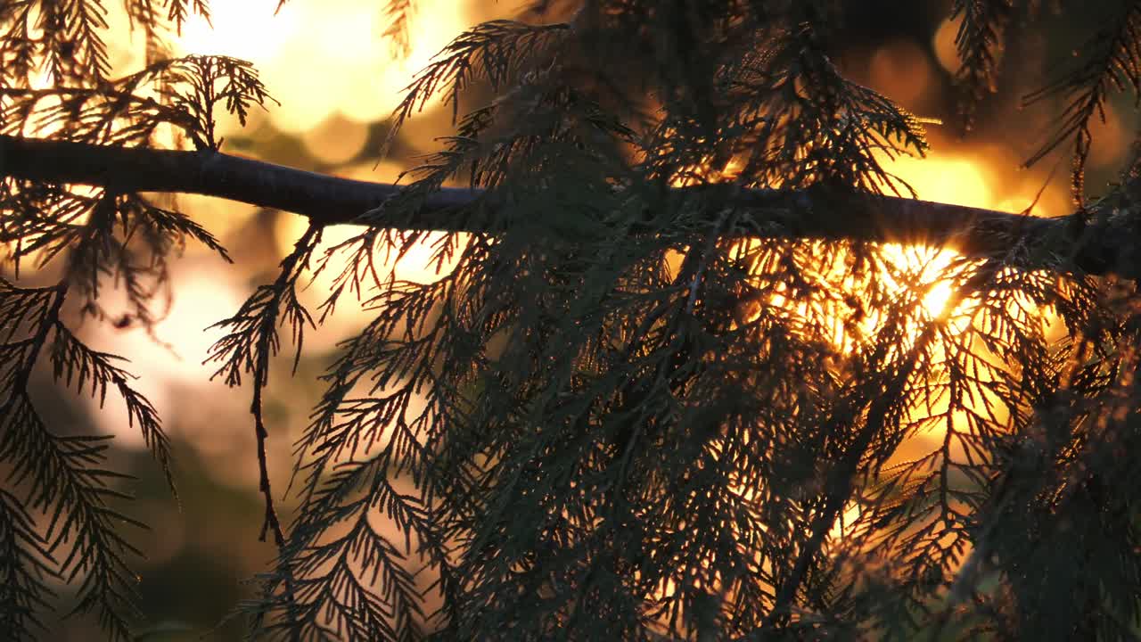 hojas de pino con un cielo naranja brillante en el fondo durante la puesta de sol