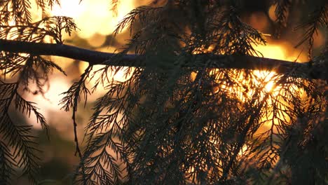 pine tree leaves with bright orange sky in the background during sunset