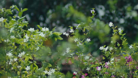 White-flowers-sway-in-the-wind.-Handheld-shot