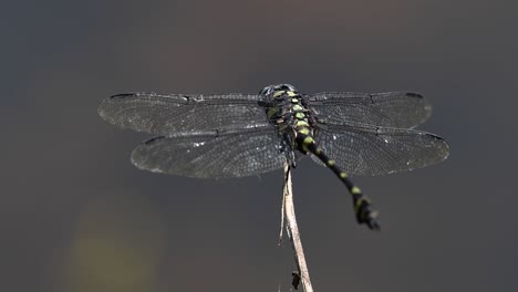 Die-Gemeine-Flanschschwanzlibelle-Kommt-Häufig-In-Thailand-Und-Asien-Vor