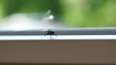 shallow focus fly cleaning wings with hind legs - cu video