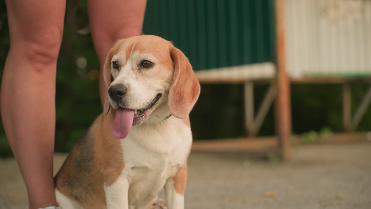Primo piano di un cane marrone seduto comodamente tra le gambe del padrone all'aperto, che osserva pensieroso l'ambiente circostante; le gambe del padrone e il guinzaglio sono visibili, lo sfondo include vegetazione e luce soffusa.