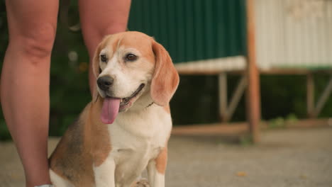 primer plano de un perro marrón sentado cómodamente entre las piernas del dueño al aire libre, mirando pensativo a los alrededores, las piernas y la correa del dueño son visibles, el fondo incluye vegetación y luz suave