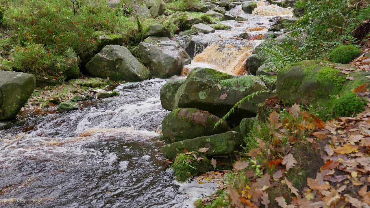 Peaceful forest in autumn and winter, a gentle stream by the riverbank, golden oaks shedding bronze leaves
