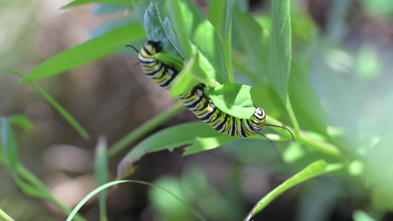 A close-up video of a striped Monarch caterpillar eating a green milkweed leaf in a garden. This macro footage is perfect for projects about nature, wildlife, insects, and the butterfly life cycle