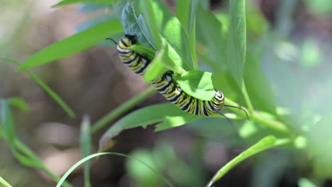 a close-up video of a striped monarch caterpillar eating a green milkweed leaf in a garden. this macro footage is perfect for projects about nature, wildlife, insects, and the butterfly life cycle