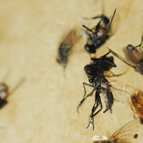 Fly-tries-to-free-itself-from-sticky-tape