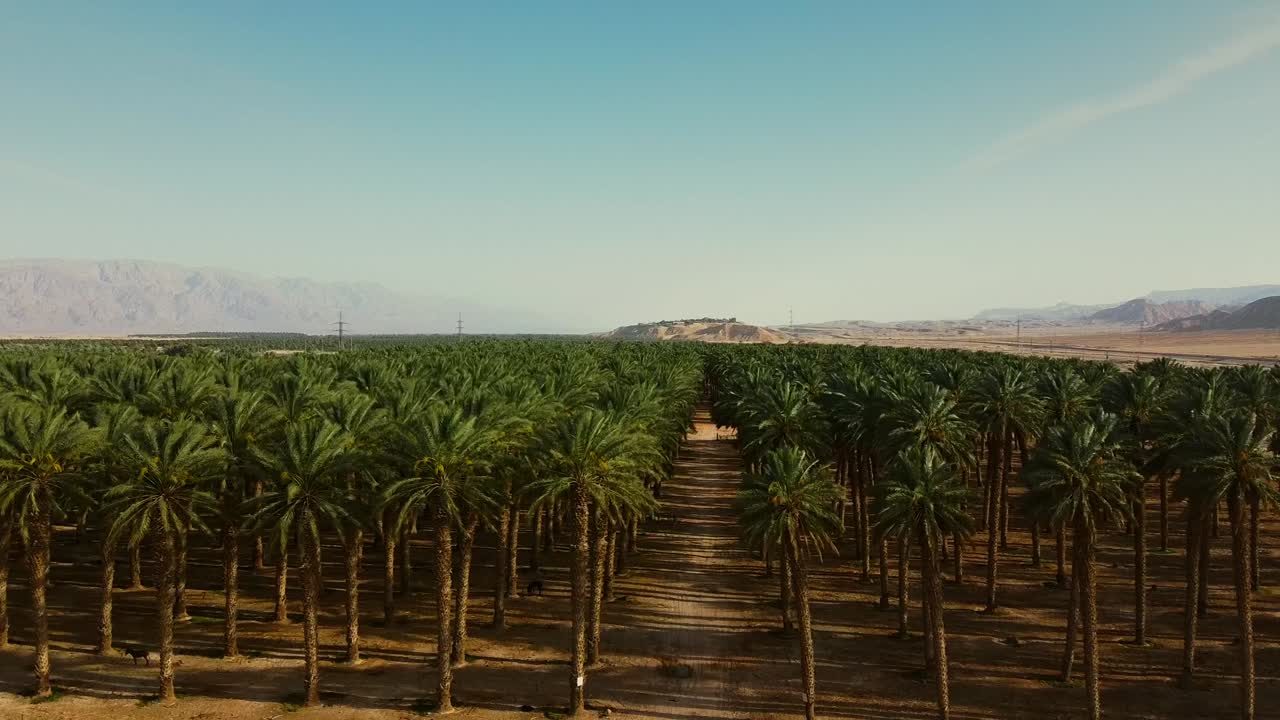 Drone ascends over a date palm farm in southern Israel’s desert, revealing rows of trees stretching endlessly toward the horizon under a clear sky.