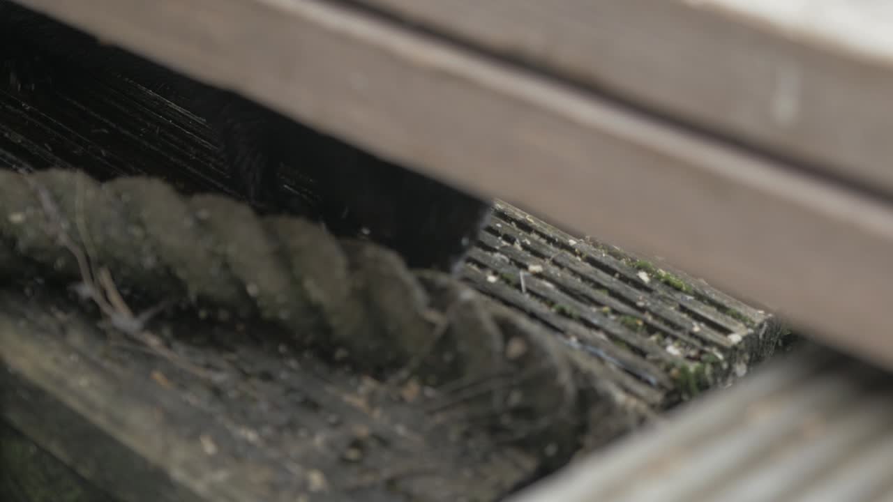 목재 판자 아래에서 먹는 야생 밍크를 닫습니다