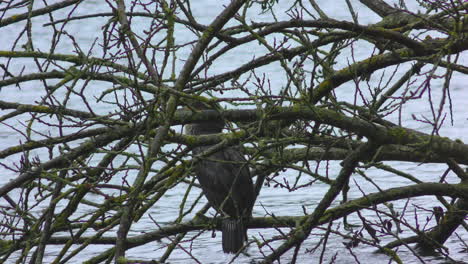 a-cormorant-sits-in-the-branches-of-a-tree-by-a-lake
