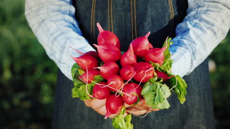 A-Farmer-Holds-A-Bunch-Of-Ripe-Radishes