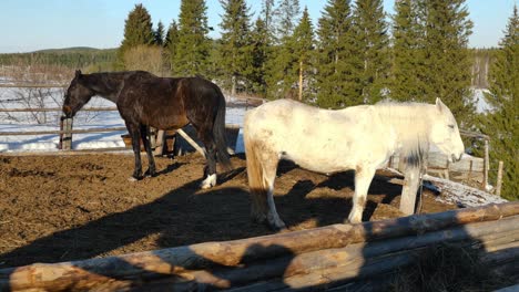 two horses in a rural winter setting