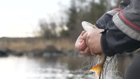 fishermen removing perch fish from fishing net, freshwater fishing, close up