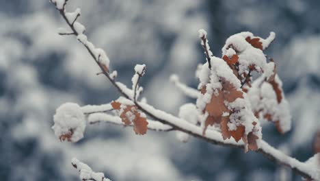 The-light-first-snow-covers-the-dry-autumn-leaves-on-the-thin-delicate-beech-tree-branch