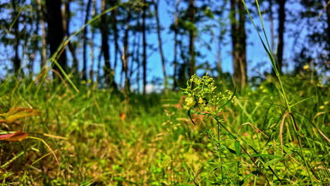 Close-up-captures-a-cabbage-white-butterfly-on-a-Celery-leaved-buttercup-plant-before-gracefully-fluttering-away