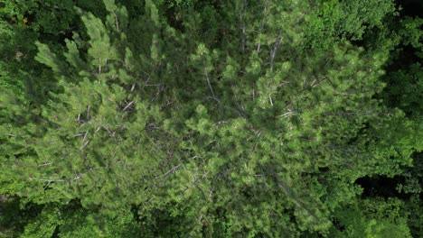 climate crisis concept, green woodland land drone view, drone view mountain range, coniferous pine forest, evergreen forests in winter, climate crisis and carbon footprint