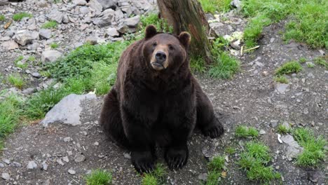 Gran-Oso-Pardo-Macho-Mirando-A-La-Cámara