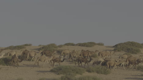 herd of camels in the desert