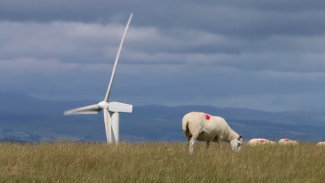 grazing sheep with wind turbine in the background