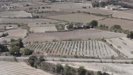 -fields-with-vineyards,-olive-trees