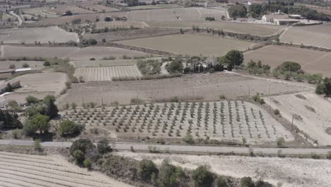 fields with vineyards, olive trees
