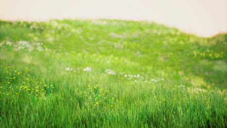 vibrant green grass field with wildflowers under soft sunlight in the evening