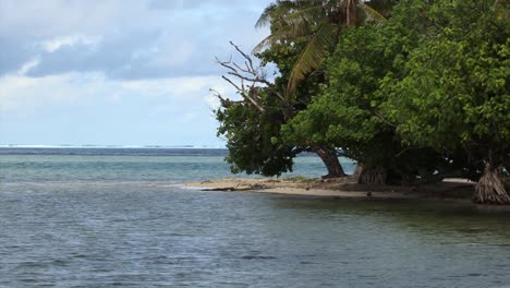pequeña playa y árboles en raiatea, polinesia francesa