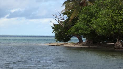 small beach and trees in raiatea, french polynesia