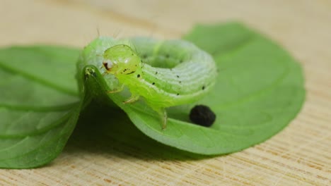 Macro-shot-of-a-green-caterpillar-on-leaf-moving-slowly-with-shallow-depth-of-field
