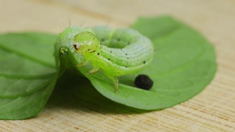 macro shot of a green caterpillar on leaf moving slowly with shallow depth of field