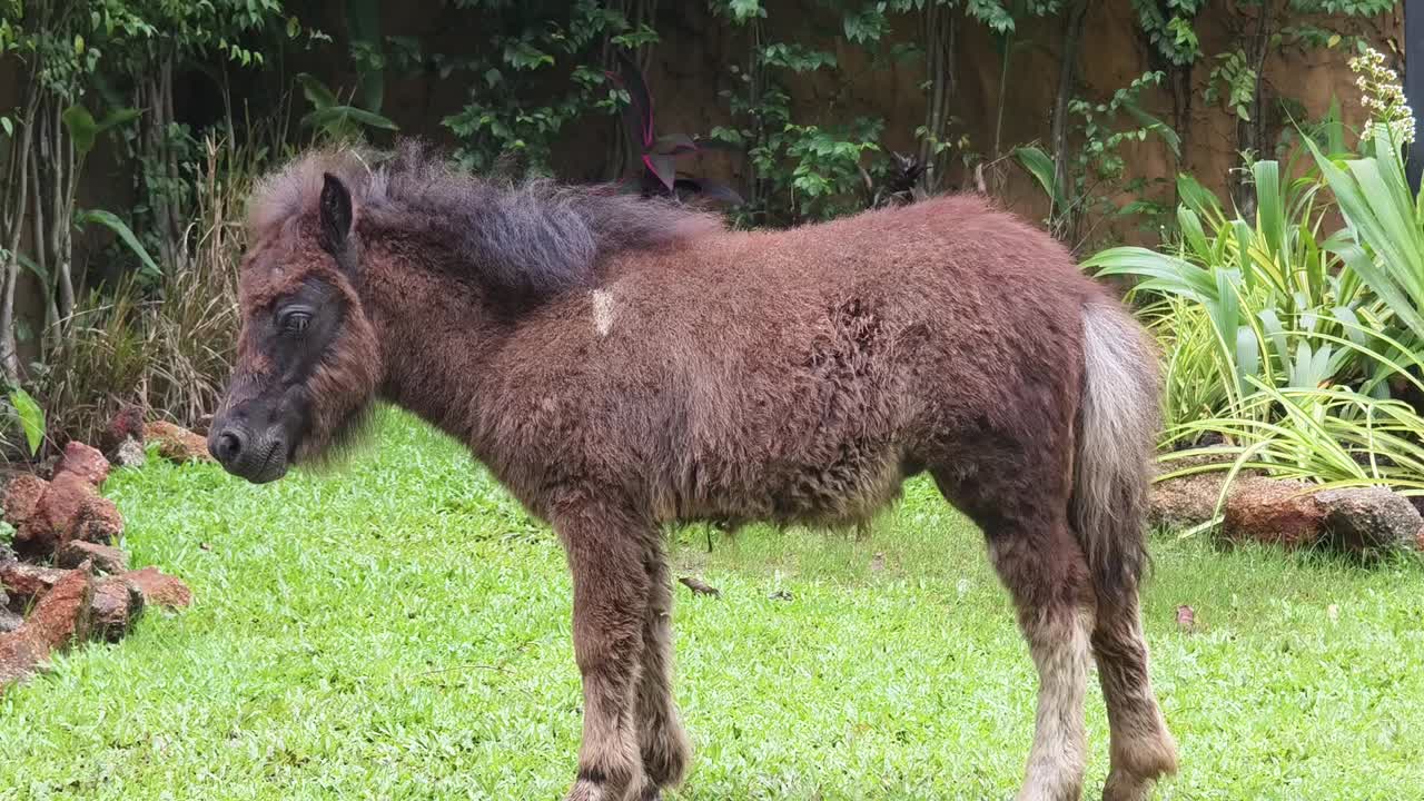 정원에서 작은 갈색 포니