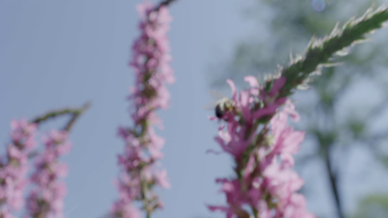Bees pollinating pink flowers in summer closeup