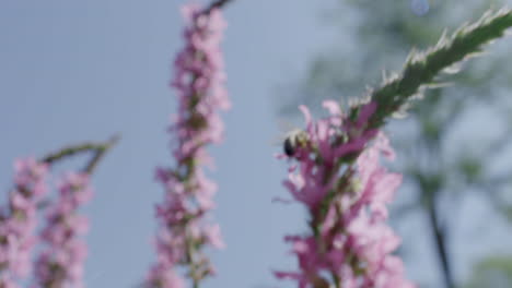 bees pollinating pink flowers in summer closeup