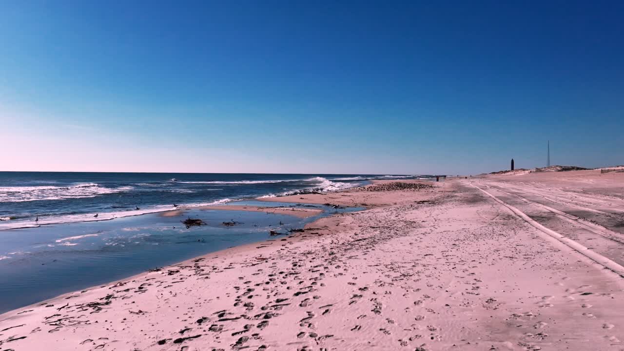 una vista de bajo ángulo de una gran bandada de sandpipers tomando el sol en una playa vacía en un día soleado