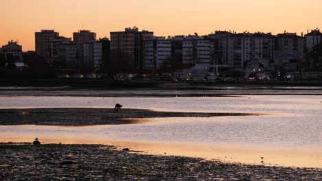 Silueta-De-Hombre-Cosechando-Almejas-En-Aguas-Turbias-Al-Atardecer-Con-La-Ciudad-Como-Fondo,-Rio-Tejo---Seixal